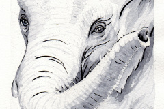 ClaireLemoine-Inktober-28-Elephant