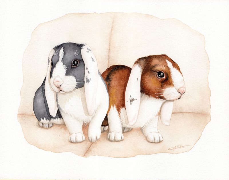 Commande d'aquarelle, portrait de lapins béliers